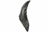 Fossil Megalodon Tooth - Pathological Blade #199180-2